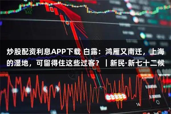 炒股配资利息APP下载 白露：鸿雁又南迁，上海的湿地，可留得住这些过客？｜新民·新七十二候